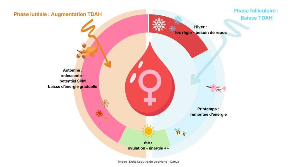 les différentes phases du cycle menstruel et le lien avec le TDAH