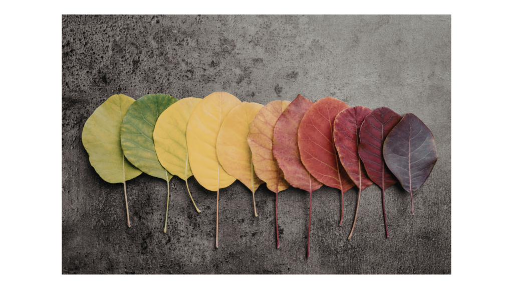 les saisons du cycle - des feuilles représentent les saisons et le cycle naturel